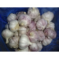 Hot Sale 2020 Normal White Garlic